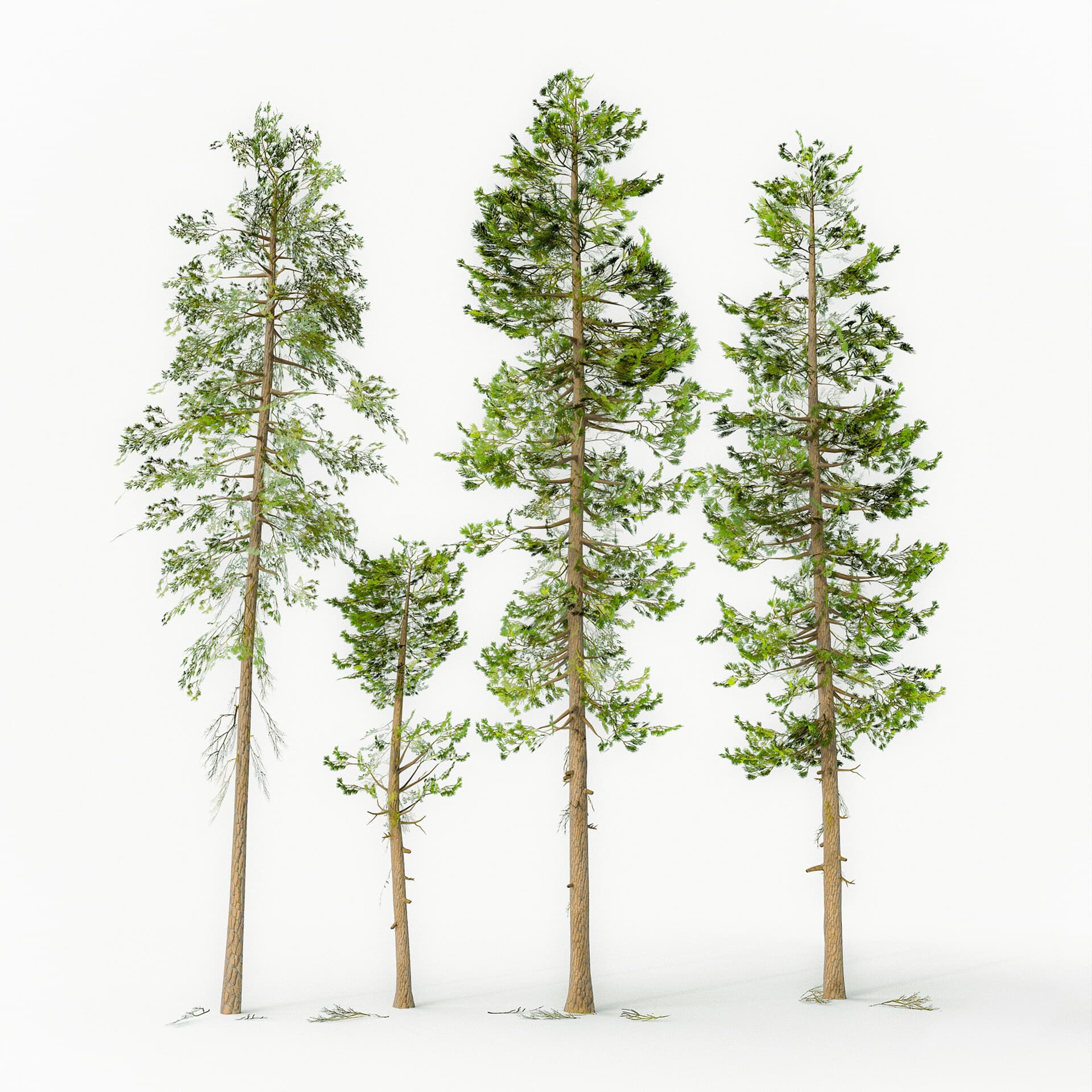 Pine Trees, branch study