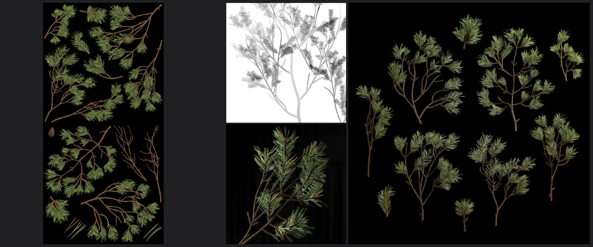 Pine Trees, branch study image 1